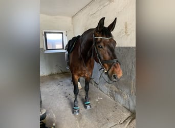 Heavy Warmblood, Gelding, 15 years, 17 hh, Brown