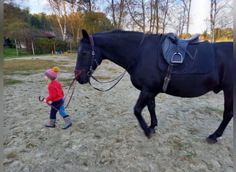 Heavy Warmblood, Gelding, 16 years, 16 hh, Black