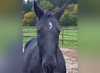 Heavy Warmblood, Gelding, 16 years, 16 hh, Black