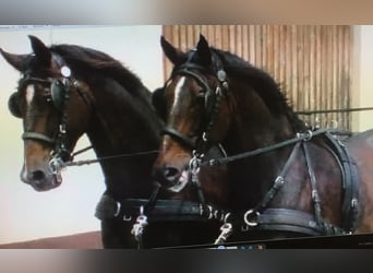 Heavy Warmblood, Gelding, 18 years, 17 hh, Brown