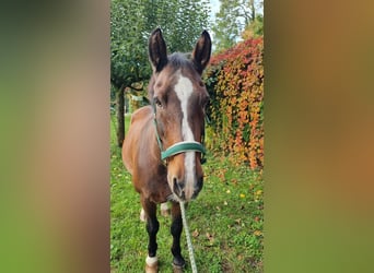 Heavy Warmblood, Gelding, 20 years, 15.3 hh, Brown