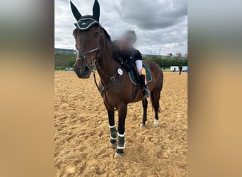 Heavy Warmblood, Gelding, 20 years, 16,2 hh, Brown