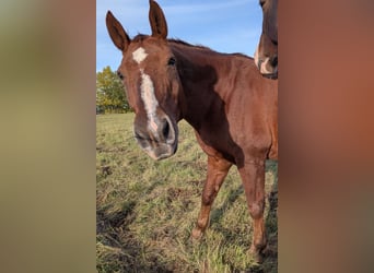 Heavy Warmblood, Gelding, 20 years, 16 hh, Chestnut-Red