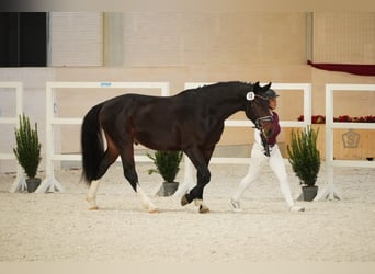 Heavy Warmblood, Gelding, 2 years, 16 hh, Bay-Dark