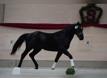 Heavy Warmblood, Gelding, 2 years, 16,1 hh, Black