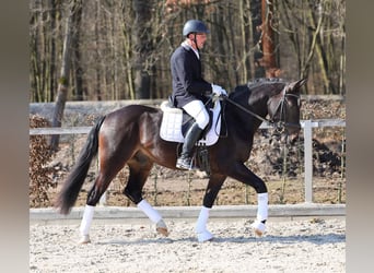 Heavy Warmblood, Gelding, 3 years, 15.2 hh, Bay-Dark