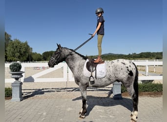 Heavy Warmblood Mix, Gelding, 3 years, 15.2 hh, Leopard-Piebald