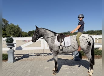 Heavy Warmblood Mix, Gelding, 3 years, 15.2 hh, Leopard-Piebald
