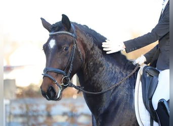 Heavy Warmblood, Gelding, 3 years, 15.3 hh, Bay-Dark