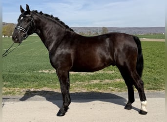Heavy Warmblood, Gelding, 3 years, 15.3 hh, Black