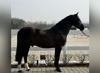 Heavy Warmblood, Gelding, 3 years, 15.3 hh, Black