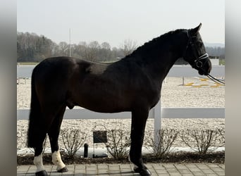 Heavy Warmblood, Gelding, 3 years, 15.3 hh, Black