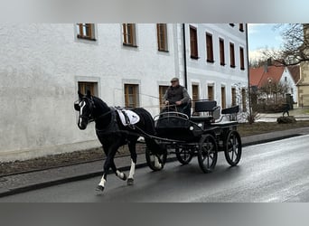 Heavy Warmblood, Gelding, 3 years, 15,3 hh, Black