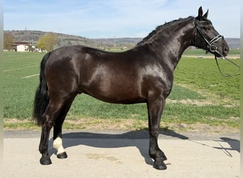 Heavy Warmblood, Gelding, 3 years, 15.3 hh, Black