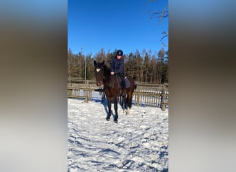 Heavy Warmblood, Gelding, 3 years, 15.3 hh, Brown