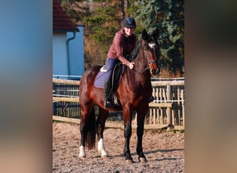 Heavy Warmblood, Gelding, 3 years, 15.3 hh, Brown