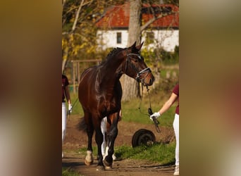 Heavy Warmblood, Gelding, 3 years, 15.3 hh, Brown