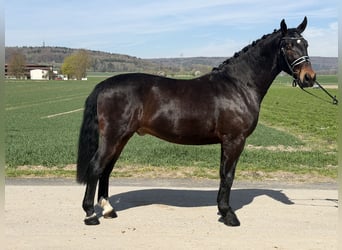 Heavy Warmblood, Gelding, 3 years, 15,2 hh, Bay-Dark