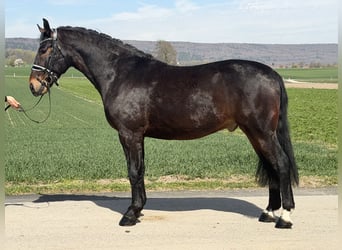 Heavy Warmblood, Gelding, 3 years, 15,2 hh, Bay-Dark