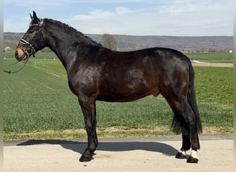 Heavy Warmblood, Gelding, 3 years, 15,2 hh, Bay-Dark
