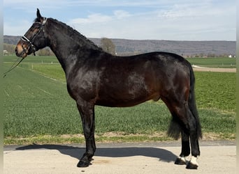 Heavy Warmblood, Gelding, 3 years, 15,2 hh, Bay-Dark