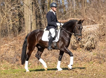 Heavy Warmblood, Gelding, 3 years, 15,2 hh, Bay-Dark