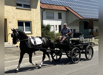 Heavy Warmblood, Gelding, 3 years, 15,2 hh, Black