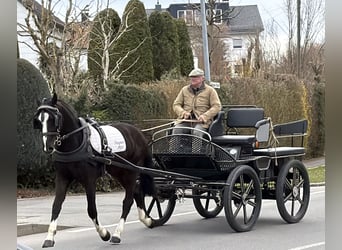 Heavy Warmblood, Gelding, 3 years, 15,2 hh, Black