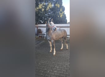 Heavy Warmblood, Gelding, 3 years, 15,2 hh, Grey-Dapple
