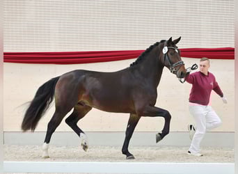 Heavy Warmblood, Gelding, 3 years, 15,3 hh, Bay-Dark