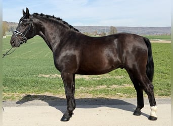 Heavy Warmblood, Gelding, 3 years, 15,3 hh, Black