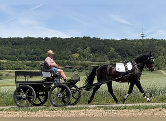 Heavy Warmblood, Gelding, 3 years, 16.1 hh, Bay-Dark