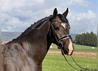 Heavy Warmblood, Gelding, 3 years, 16.1 hh, Bay-Dark