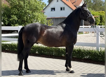 Heavy Warmblood, Gelding, 3 years, 16.1 hh, Bay-Dark