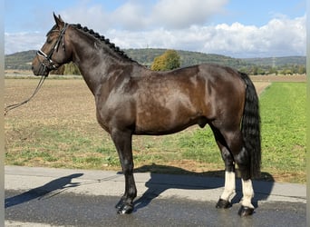 Heavy Warmblood, Gelding, 3 years, 16.1 hh, Bay-Dark