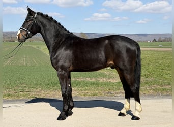 Heavy Warmblood, Gelding, 3 years, 16.1 hh, Bay-Dark