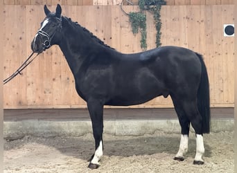 Heavy Warmblood, Gelding, 3 years, 16.1 hh, Black