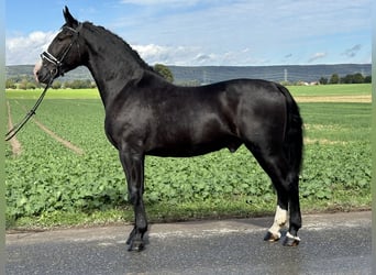 Schweres Warmblut, Wallach, 3 Jahre, 16,1 hh, Rappe