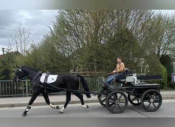 Heavy Warmblood, Gelding, 3 years, 16.1 hh, Black
