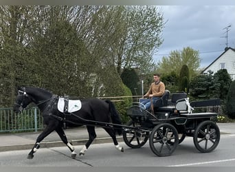 Heavy Warmblood, Gelding, 3 years, 16.1 hh, Black