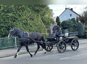 Schweres Warmblut, Wallach, 3 Jahre, 16,1 hh, Rappe