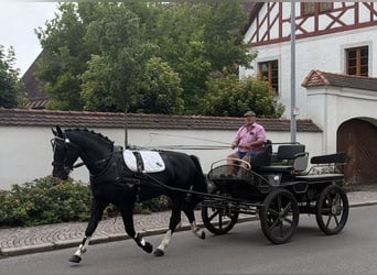 Heavy Warmblood, Gelding, 3 years, 16.1 hh, Black