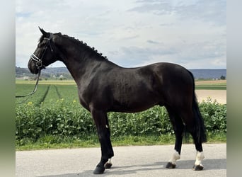 Heavy Warmblood, Gelding, 3 years, 16.1 hh, Black