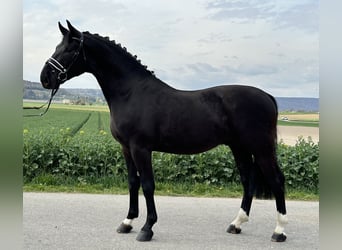 Heavy Warmblood, Gelding, 3 years, 16.1 hh, Black
