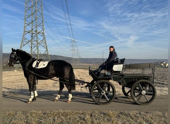 Heavy Warmblood, Gelding, 3 years, 16,1 hh, Black