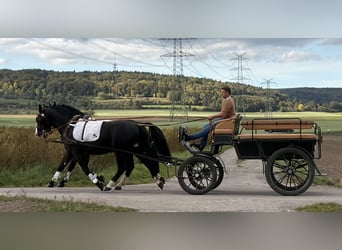 Heavy Warmblood, Gelding, 3 years, 16.1 hh, Black