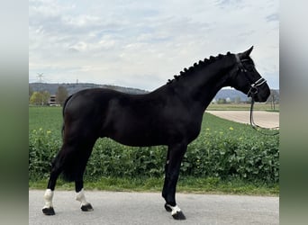 Heavy Warmblood, Gelding, 3 years, 16.1 hh, Black
