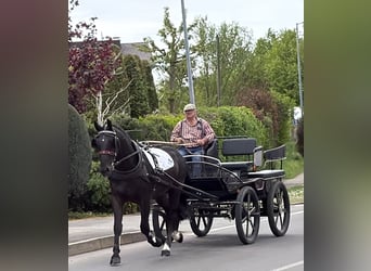Heavy Warmblood, Gelding, 3 years, 16.1 hh, Black