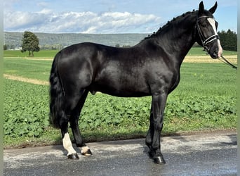 Schweres Warmblut, Wallach, 3 Jahre, 16,1 hh, Rappe