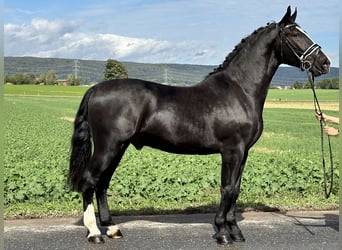 Schweres Warmblut, Wallach, 3 Jahre, 16,1 hh, Rappe